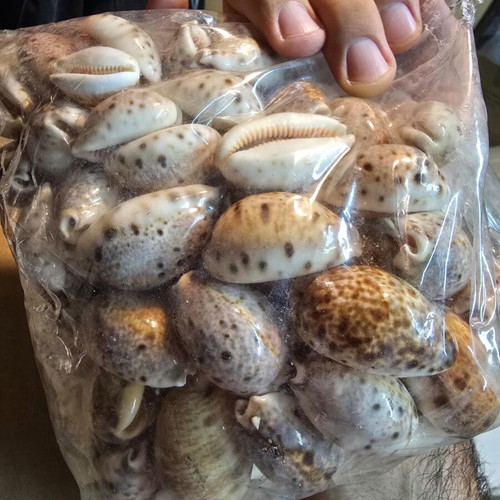 Natural Cypraea Lynx Seashells, pack for crafts and decoration