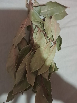 Αποξηραμένη δάφνη καινούργιο