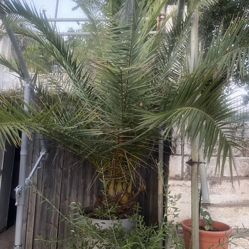 Palm tree in barrel, new