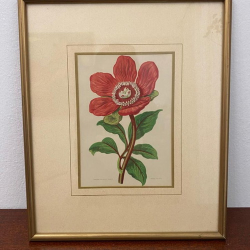 Authentic 19th Century 1880 Peony Engraving with Aluminum Frame like new