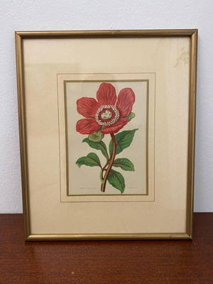 Authentic 19th Century 1880 Peony Engraving with Aluminum Frame like new