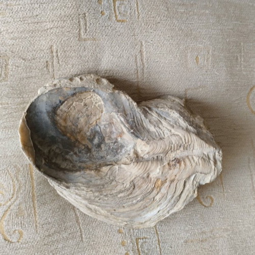 Fossilized mollusk shell like new