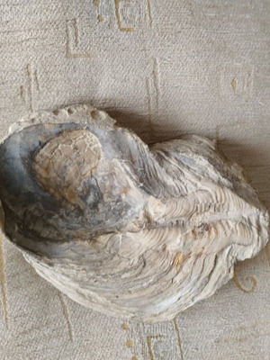 Fossilized mollusk shell like new
