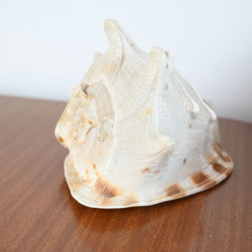 Spider Conch Shell used, natural decorative piece 15 cm