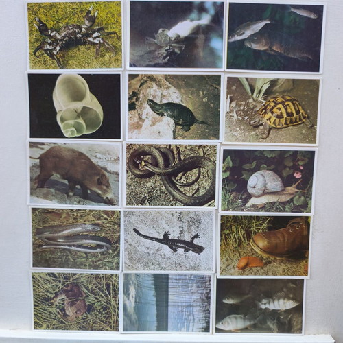 Album A4 16 pages like new with multinational animal stamp collection