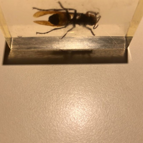 Wasp in resin used, De Agostini insect collection