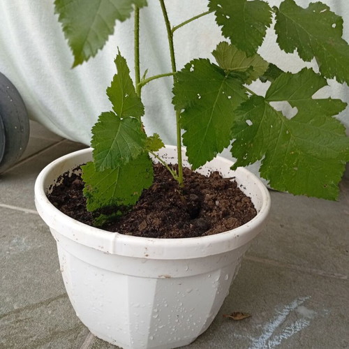Raspberry plant new, thorny with large red raspberries