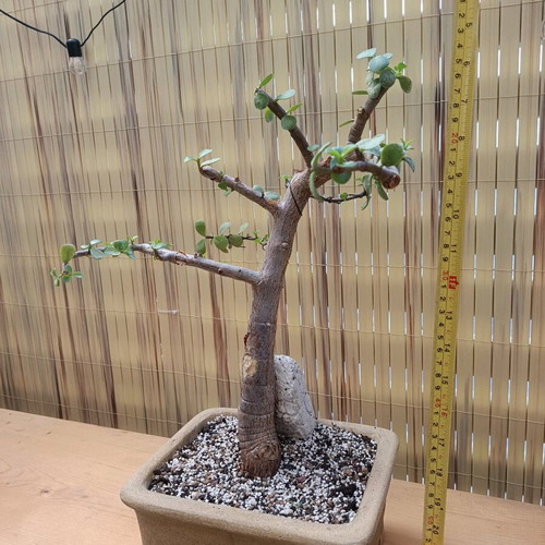 Portulacaria Afra Bonsai 40cm new