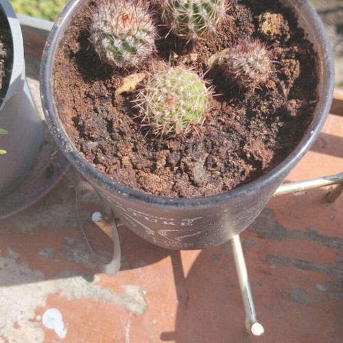 Echinopsis μικρός σφαιρικός κάκτος σετ τεσσάρων με πυκνές αγκάθια σε διακοσμητική γλάστρα