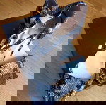  πέδιλα snake skin γκρι/μαύρο