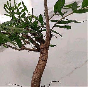 Ροδια bonsai