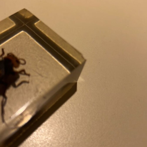 Wasp in resin used, De Agostini insect collection