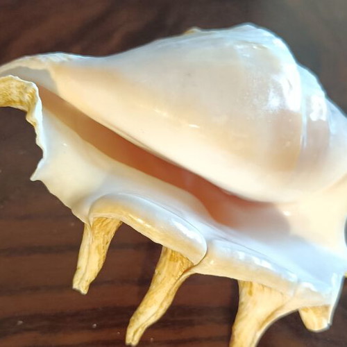 Lambis Lambis Spider Conch seashell new, 12.5 cm