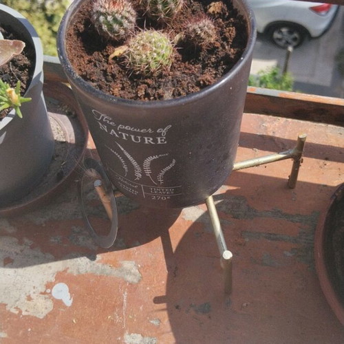 Echinopsis μικρός σφαιρικός κάκτος σετ τεσσάρων με πυκνές αγκάθια σε διακοσμητική γλάστρα