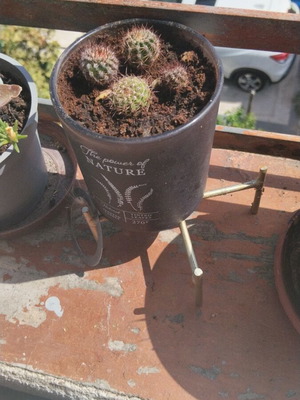 Echinopsis μικρός σφαιρικός κάκτος σετ τεσσάρων με πυκνές αγκάθια σε διακοσμητική γλάστρα