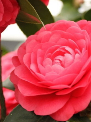 Camellia seeds, pack of 25 for impressive flowers