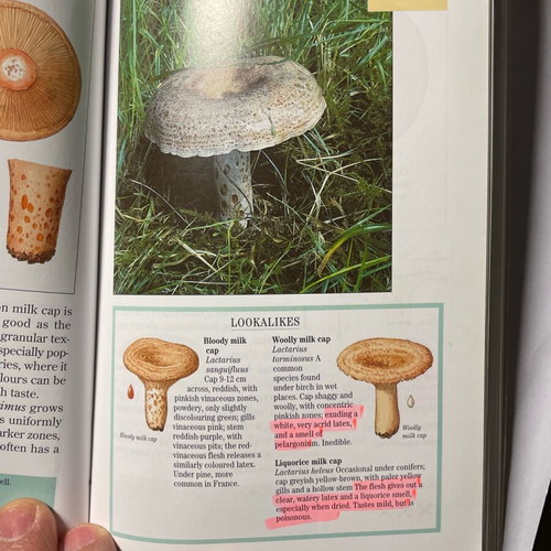 Easy Edible Mushroom Guide like new