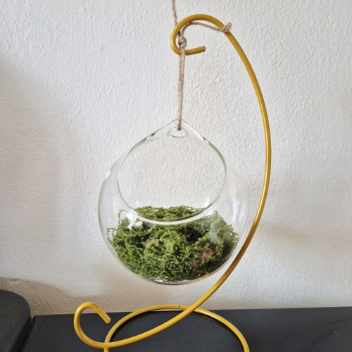 Terrarium decorative glass with moss on golden metal stand new