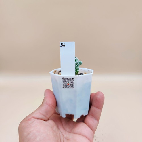 Mammilaria cactus new, set of 5 mini pots