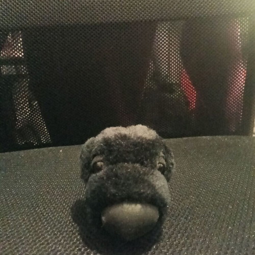 Plush Dog The Dog Collection Black Labrador Spaniel new