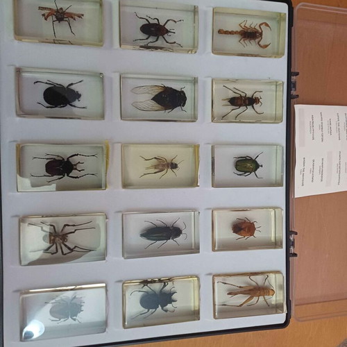 DeAGOSTINI complete insect collection, 85 insects