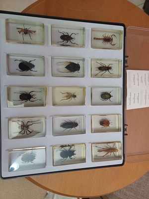 DeAGOSTINI complete insect collection, 85 insects