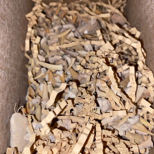 Fossilized shark teeth new, about 100 pieces from Morocco