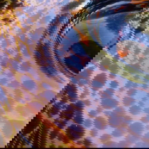 Διακοσμητικό γυάλινο πιάτο ταρταρούγκα καινούργιο από ιταλικό εργοστάσιο