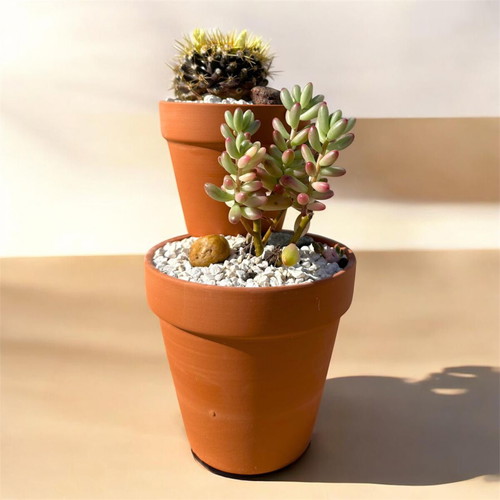 Handmade succulent composition with Mammillaria nivosa and Jelly Bean Plant