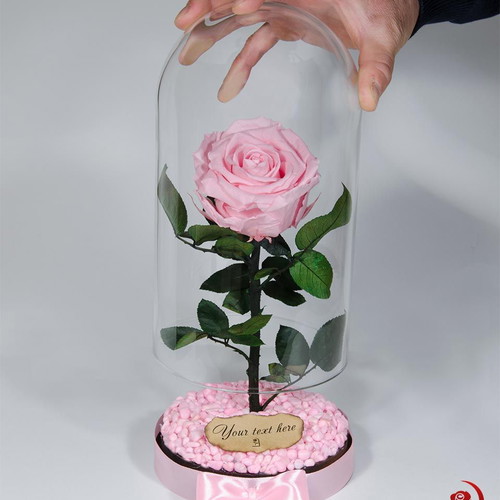 Pink natural eternal rose in large glass dome new