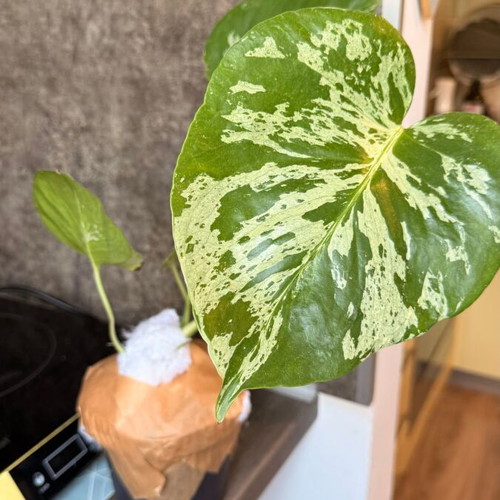 Monstera Bulbasaur Variegata large form, 18cm pot, 60cm height with strong variegation and fenestration