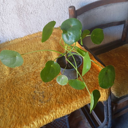 Pilea peperomioides indoor plant like new, Chinese money plant