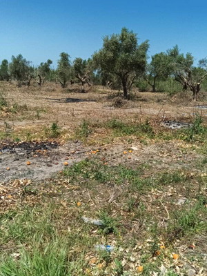 Οικόπεδο 2.000 τ.μ. εντός σχεδίου πόλεως στη Γαστούνη με ελαιόδεντρα