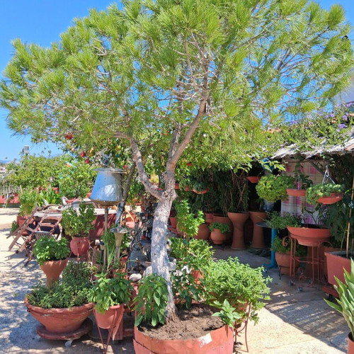 Koukounaria pine tree 2.5 meters in barrel, new