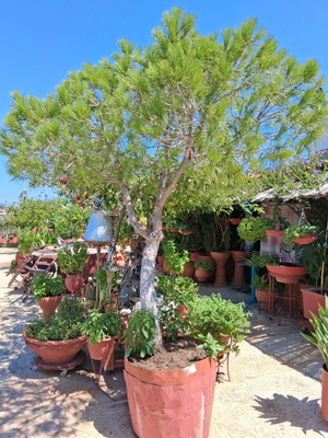 Koukounaria pine tree 2.5 meters in barrel, new