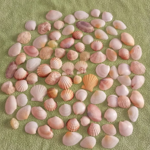 Rare collectible natural seashells like new for decoration and crafts