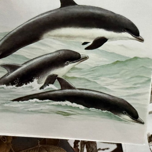 Artis Historia Vintage Mammals Illustration Lot, 120 Prints, 1971
