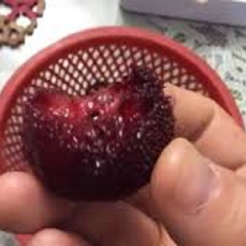 Myrica Rubra Chinese Mulberry Seeds like new for cultivation