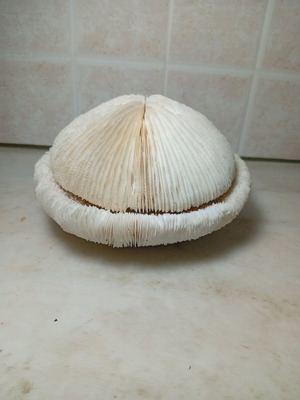 Mushroom coral skeleton new Fungia