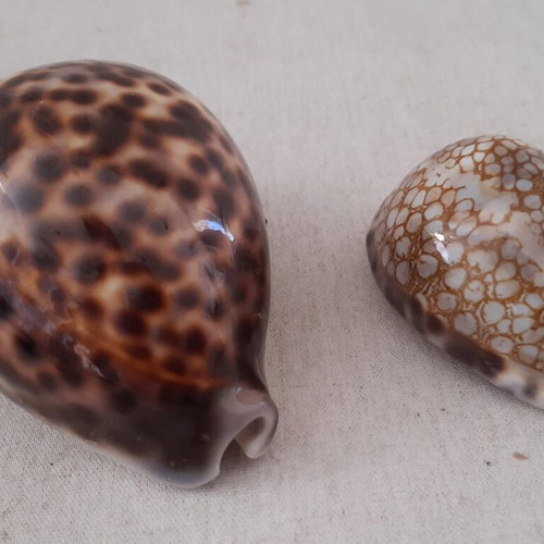 Sea shells used, pack of 5 pieces