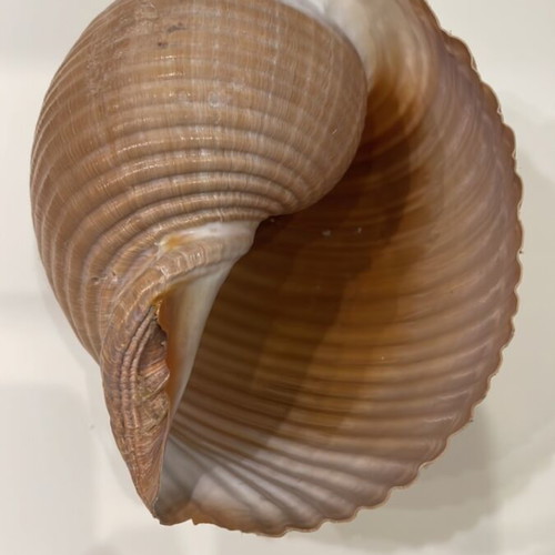 Tonna shell used, 10x13x15cm, with 2 holes
