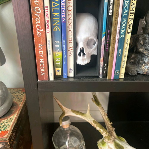 Skull wall mount like new