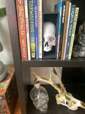 Skull wall mount like new