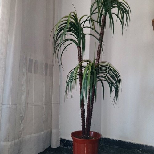 Decorative plant for indoor and outdoor spaces (H 1.40).