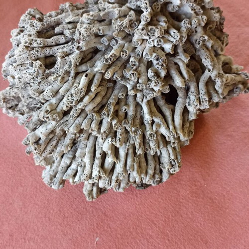 Vintage Authentic Mediterranean Coral Specimen 16 cm, 1980s