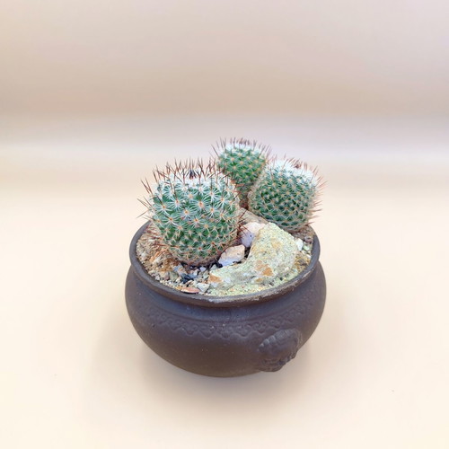 Mammillaria cactus in ceramic pot