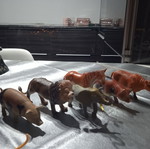 Animal collection used