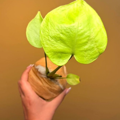 Monstera Deliciosa Lime Variegata plant