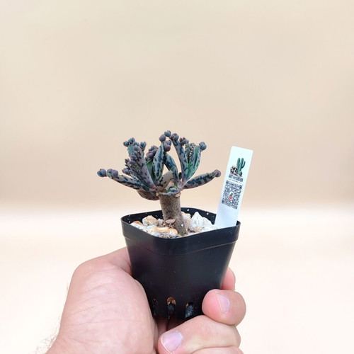 Mother of Thousands 5 mini pots new, nature touches