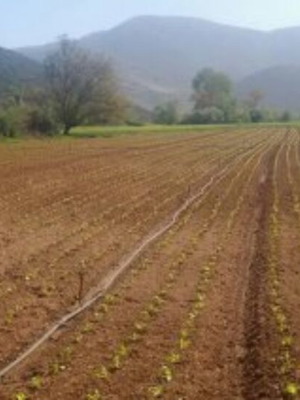 Αγροτεμάχιο στην Τανάγρα Βοιωτίας 19.600 τ.μ.